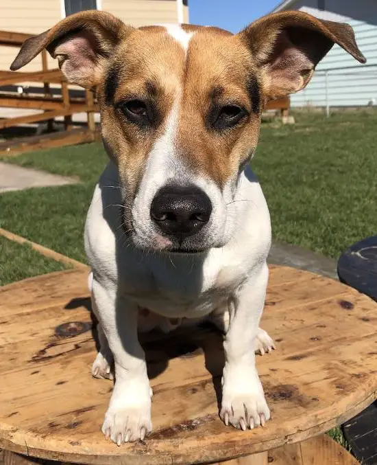Ollie
