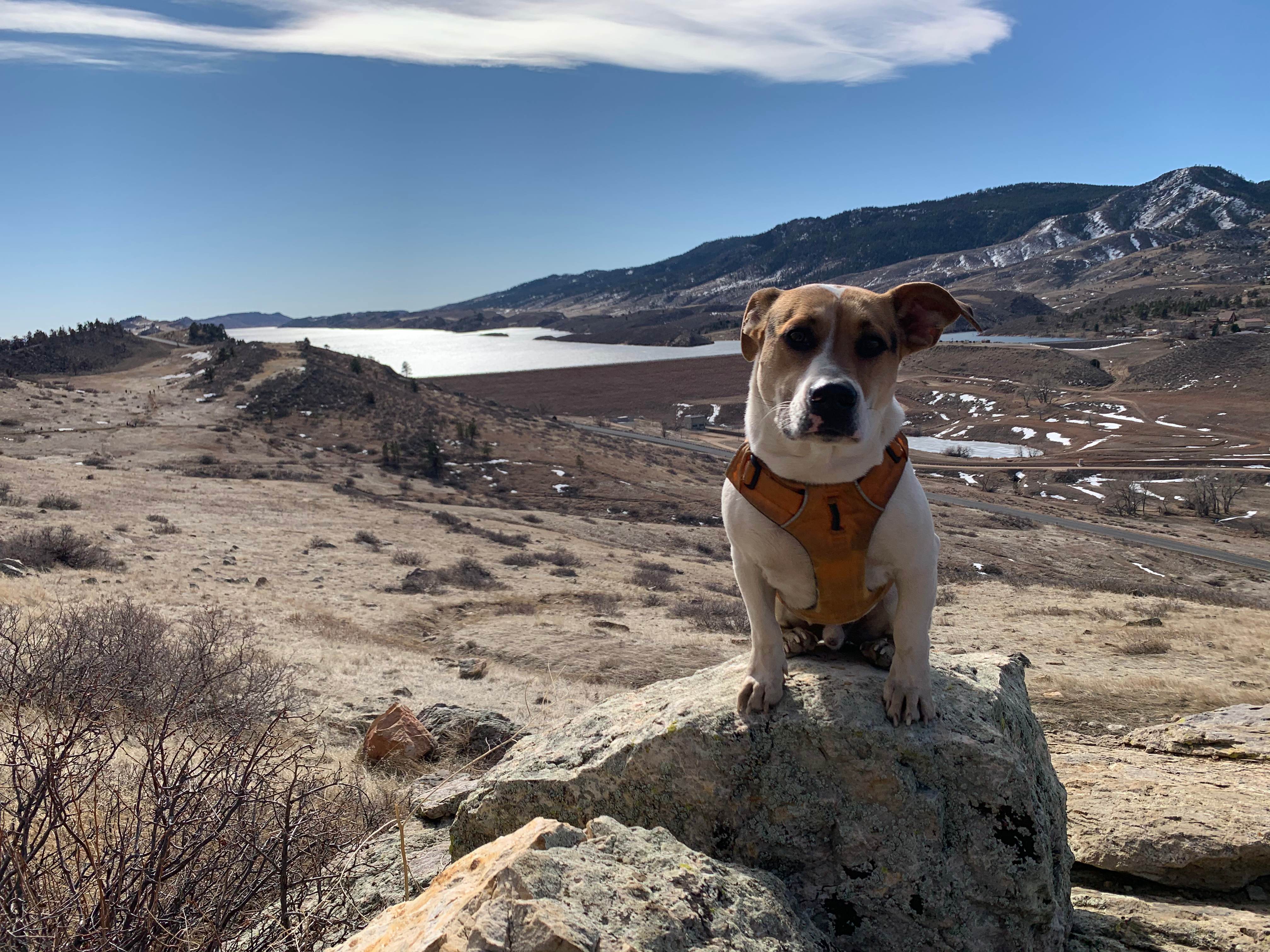 Ollie with Horsetooth in background