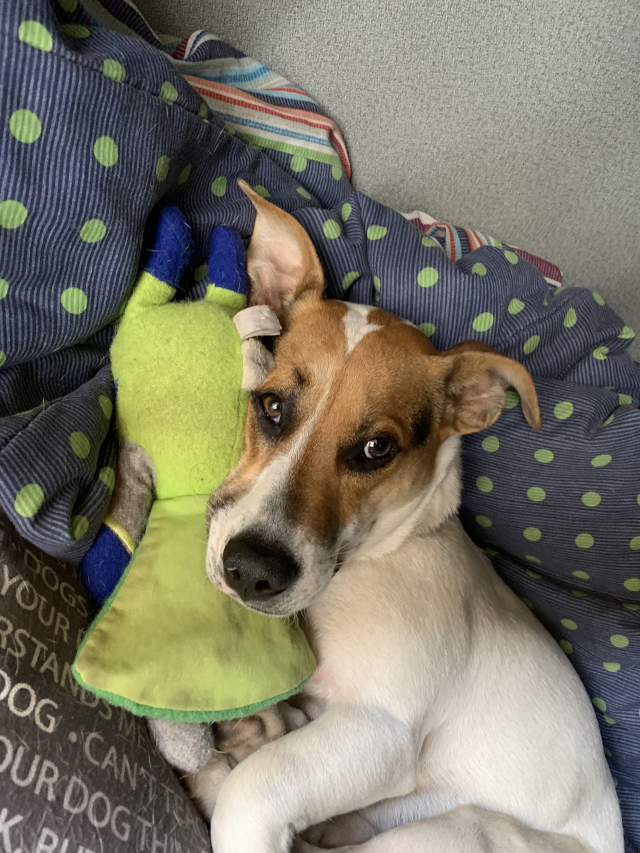 ollie hugs major hops