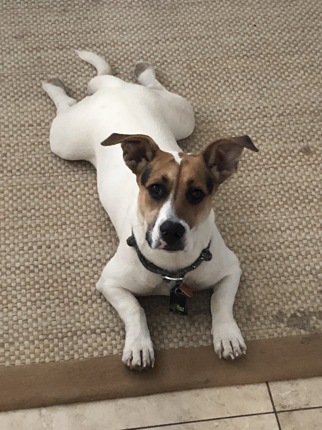 ollie frog dog