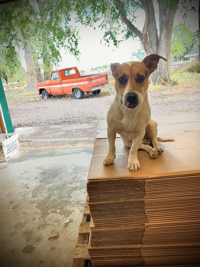 ollie and truck