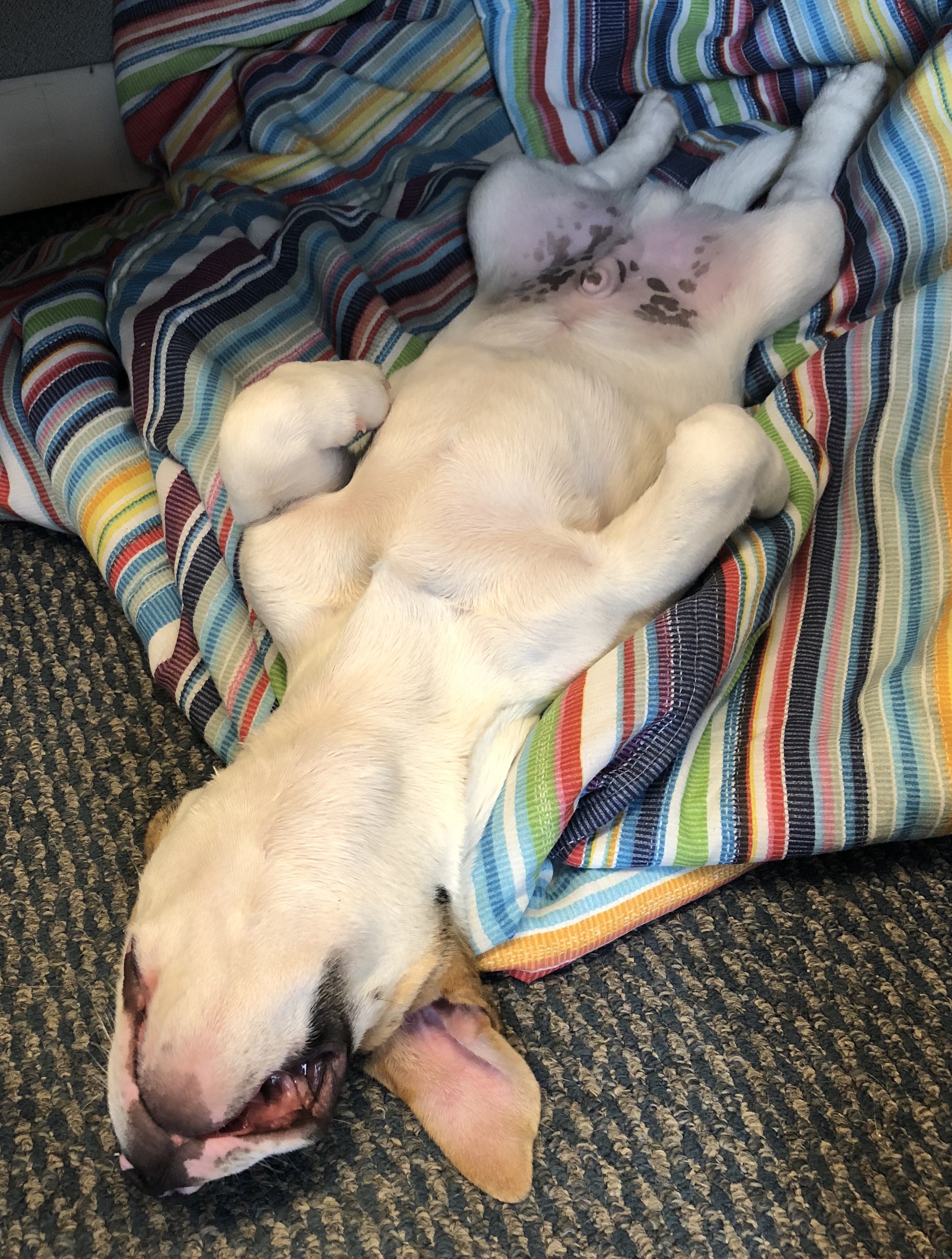 Upside down Ollie