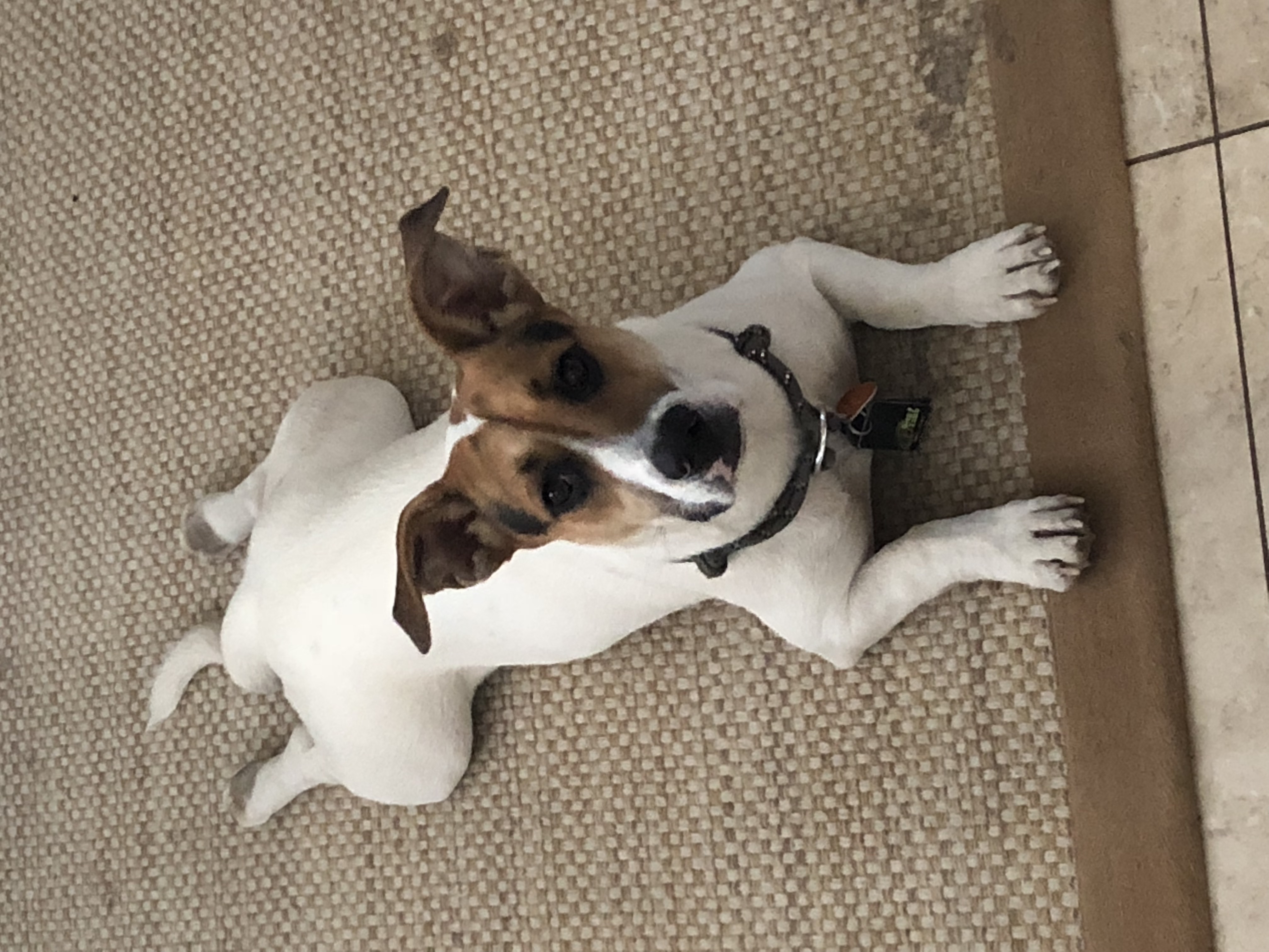 Ollie laying silly
