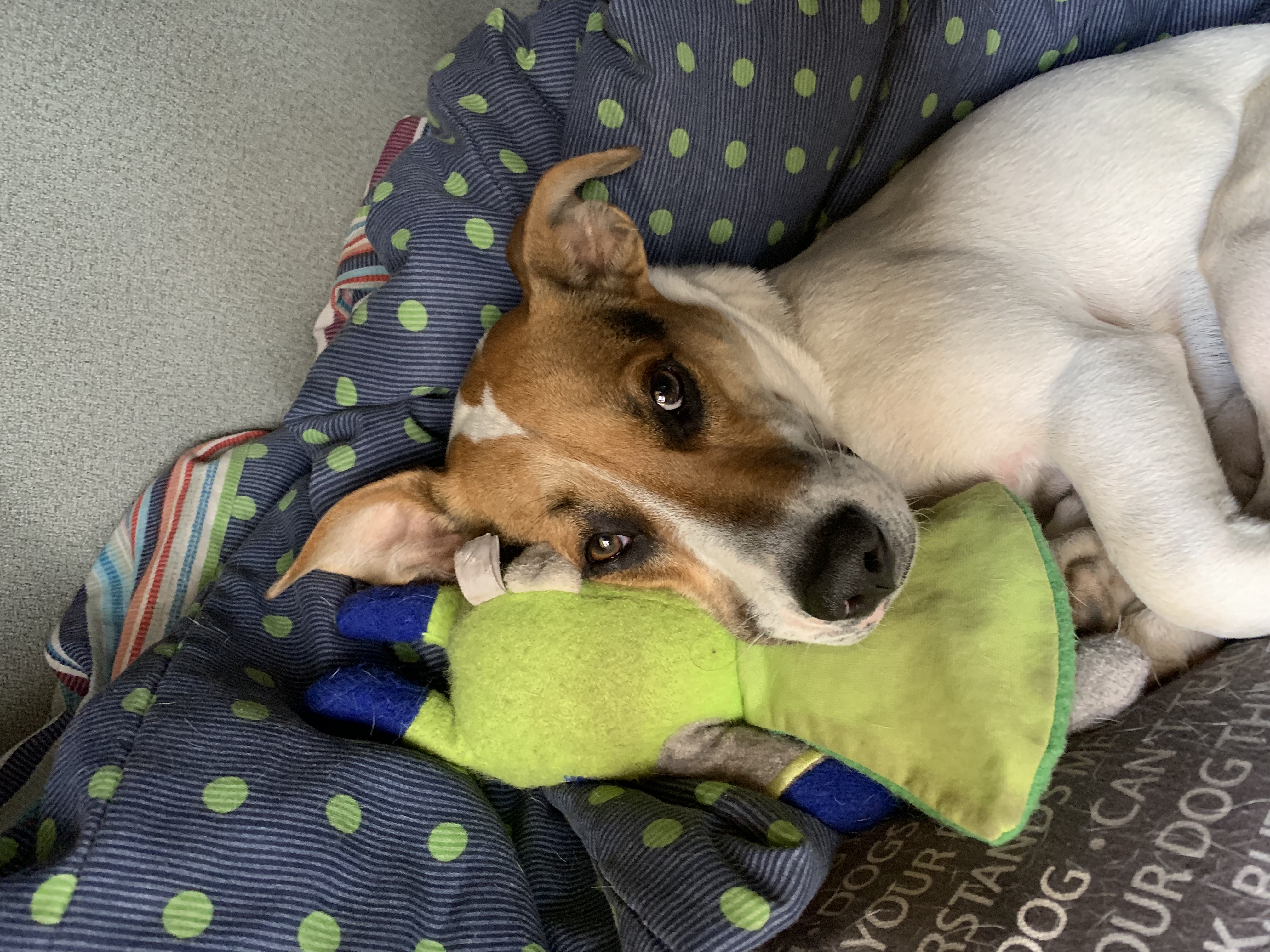 Ollie hugging Major Hopps
