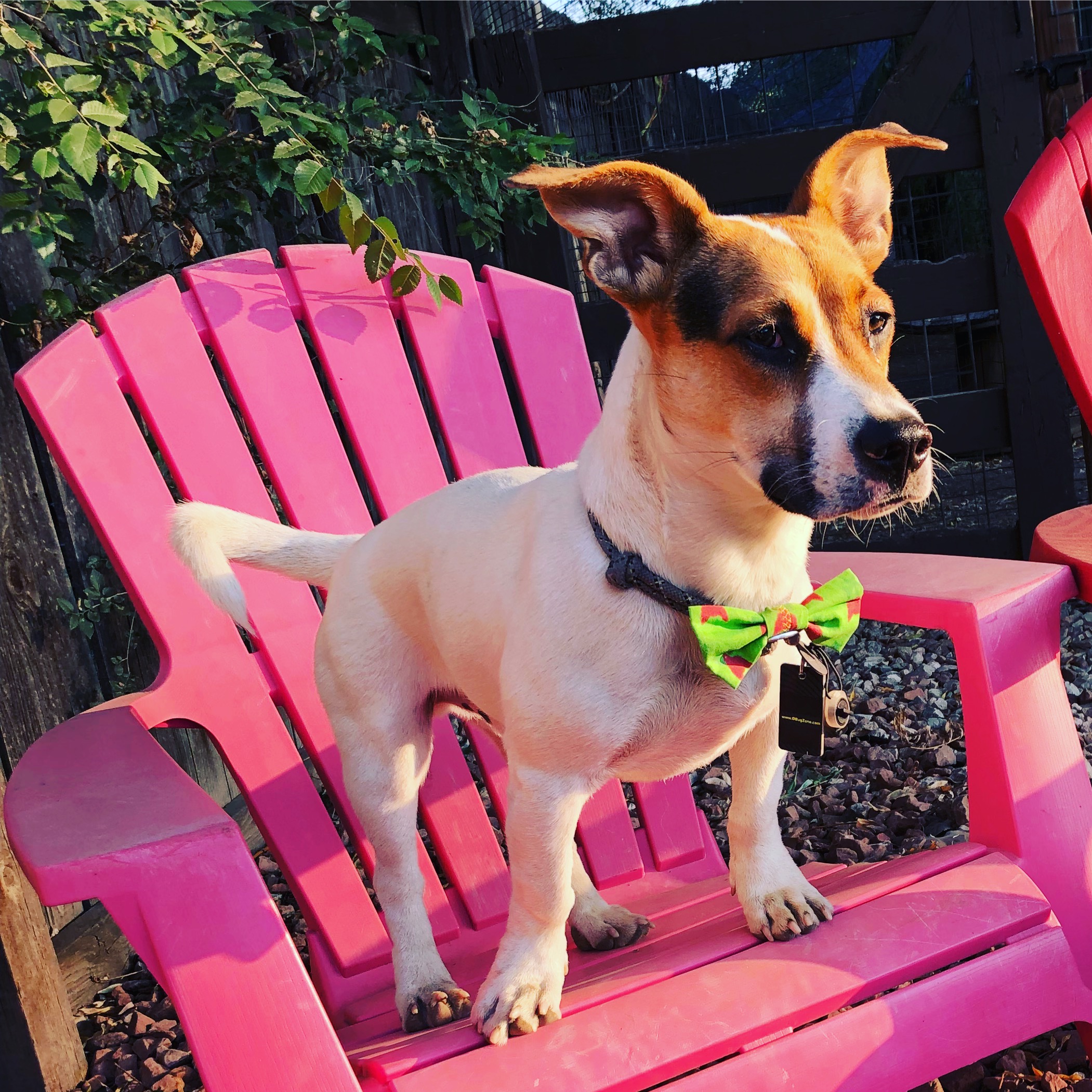 Ollie in pink chair