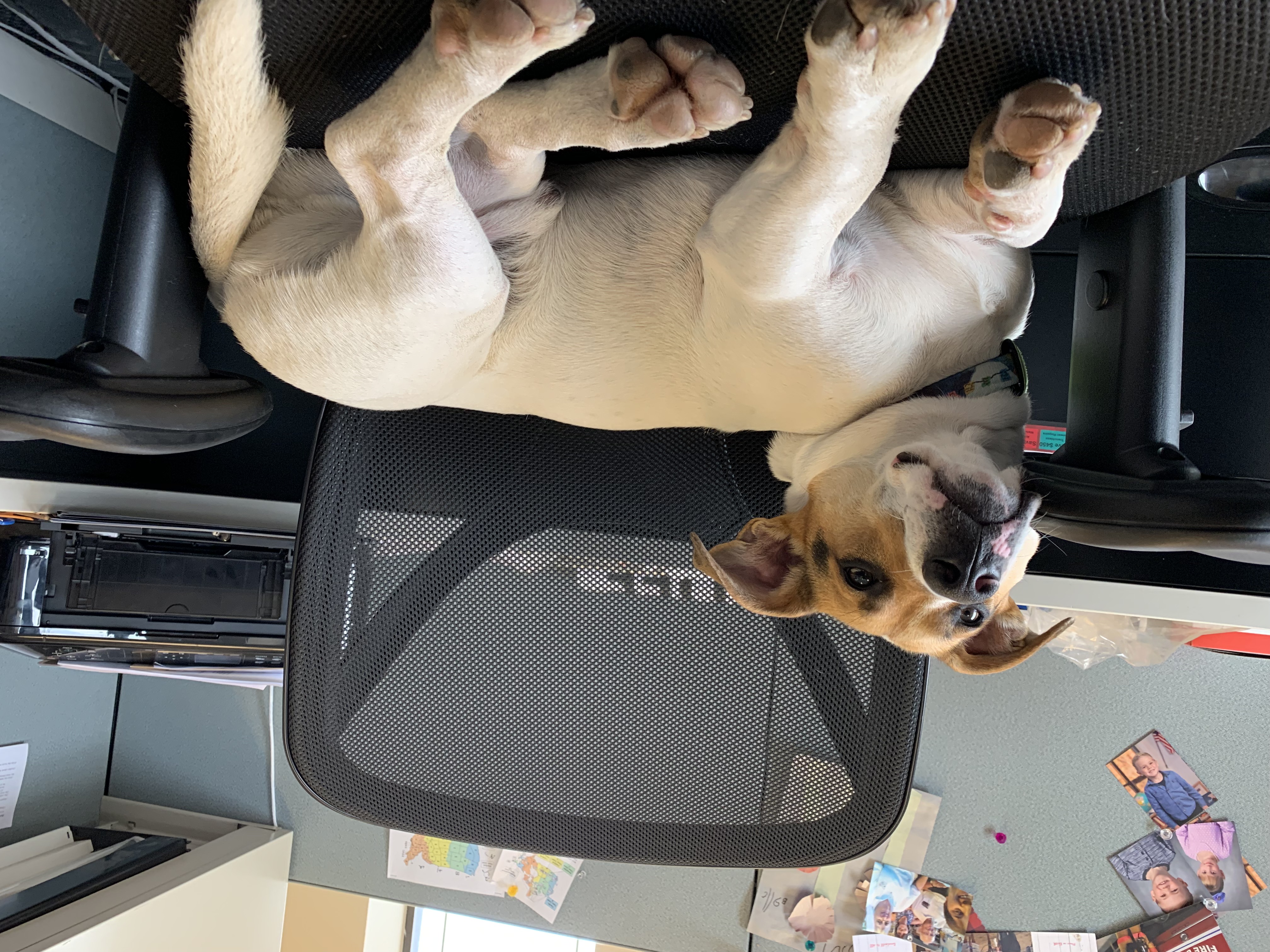 Ollie relaxing at work