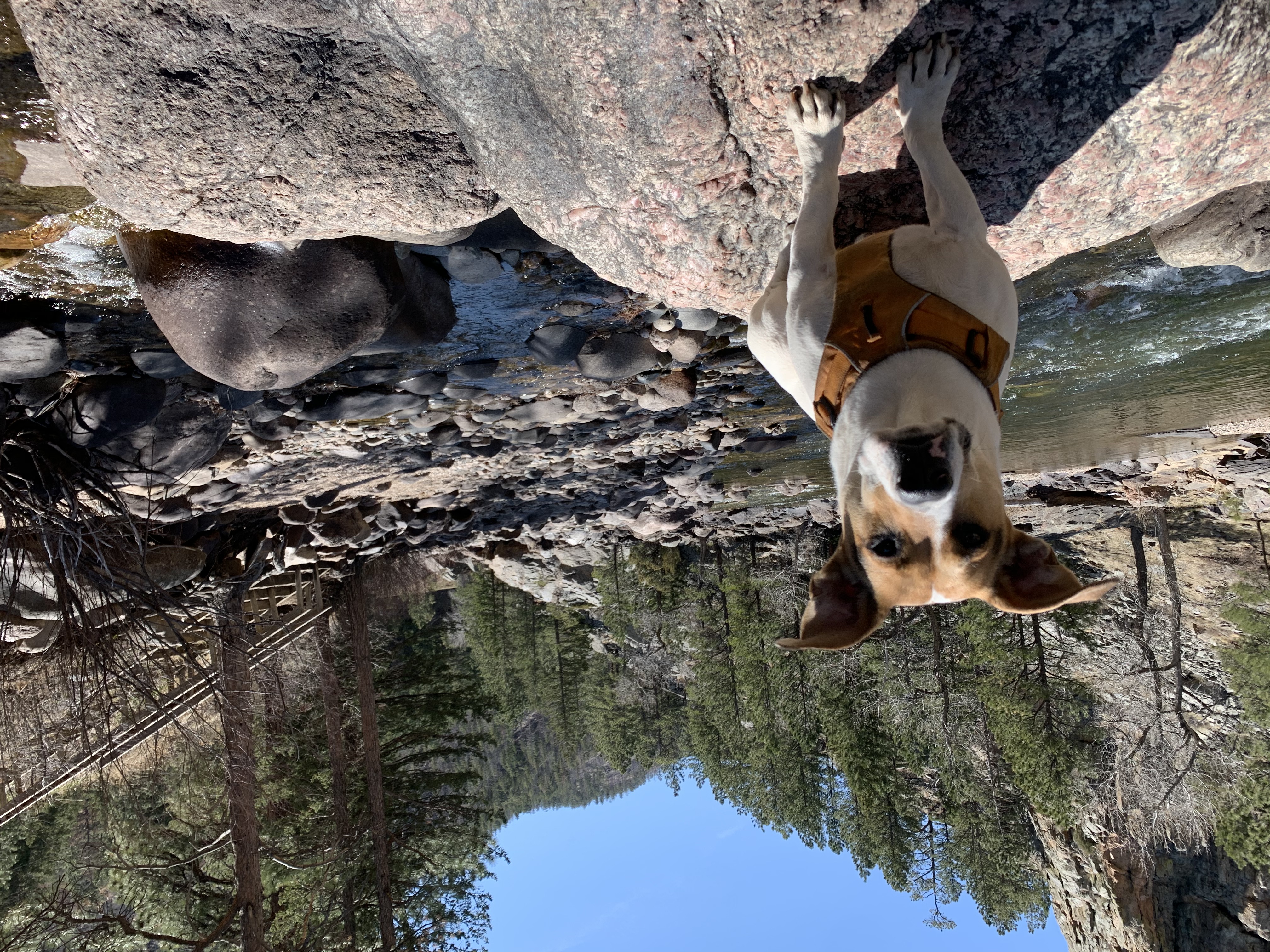 Ollie and the river