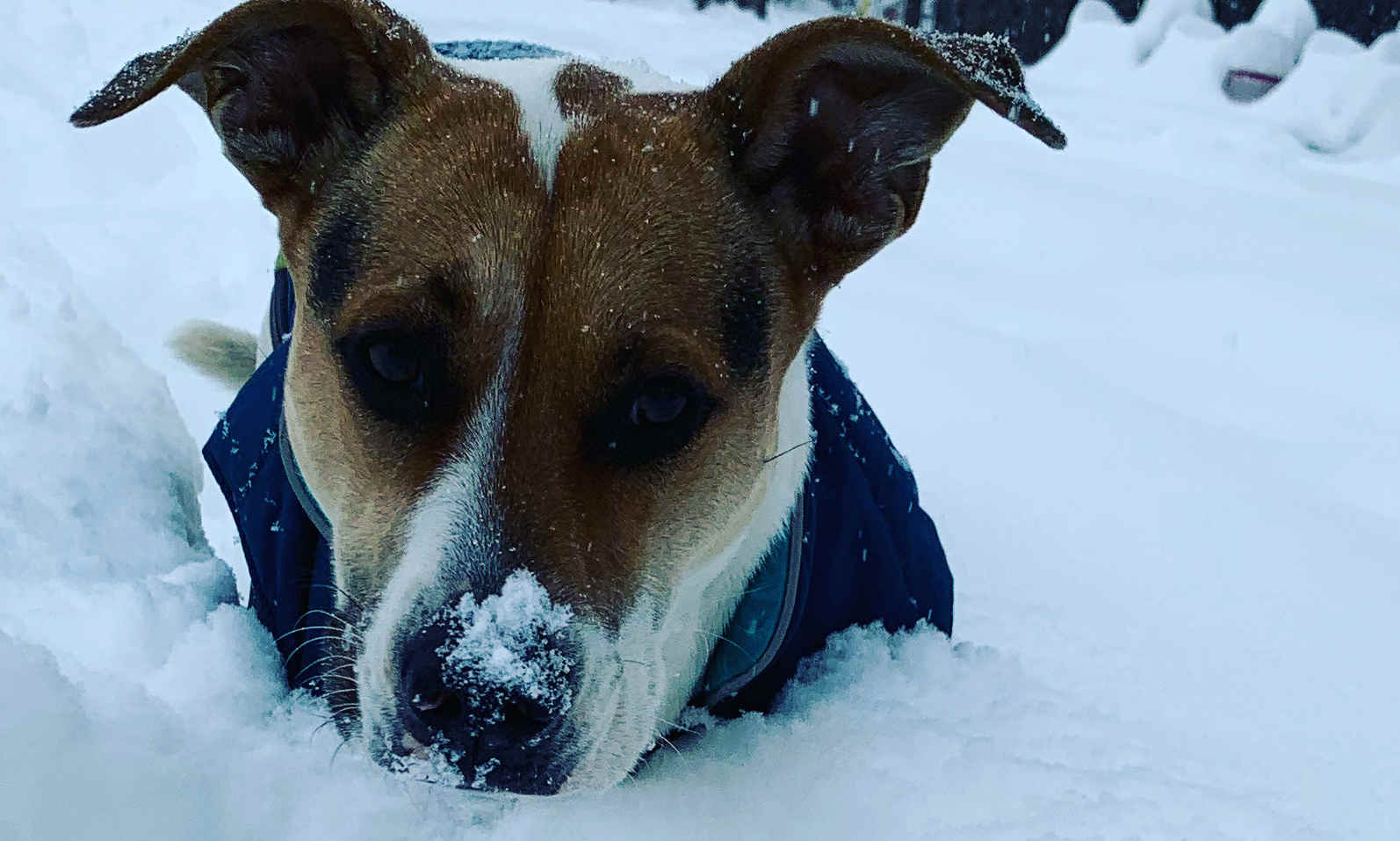 Ollie in the snow